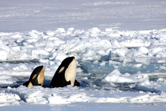 Orcas Ice