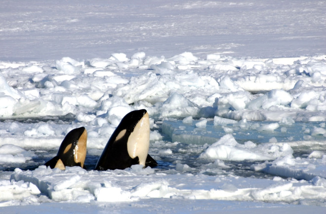 Orcas Ice