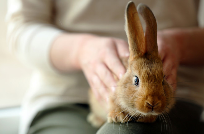 Pet Rabbit sitting on woman's lap - Shutterstock