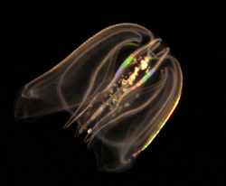 comb%20jelly%20250.jpg