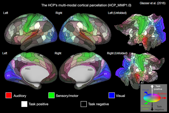 glasser_HCP.png