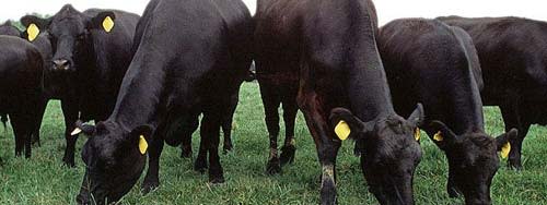 Angus_cattle.jpg