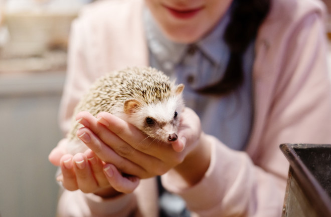 animal cafe in Japan where you can hold animals