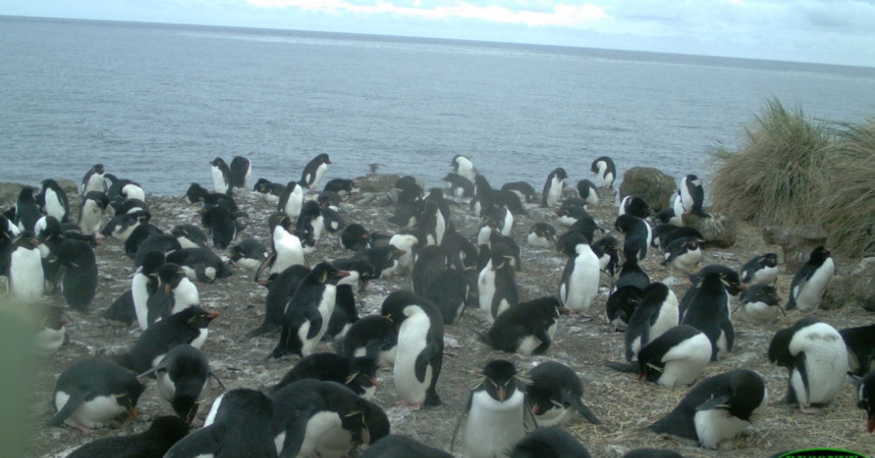 lots-of-penguins.jpg