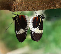 Mating_butterflies.jpg