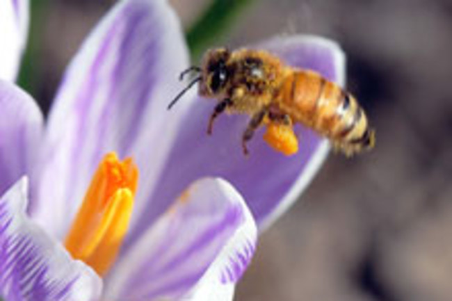 bee.jpg