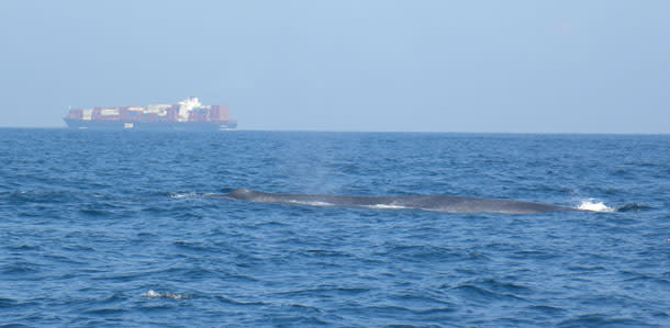 BlueWhale_shipping.jpg