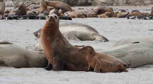 California-sea-lion-with-skinny-pup2-300x165.jpg
