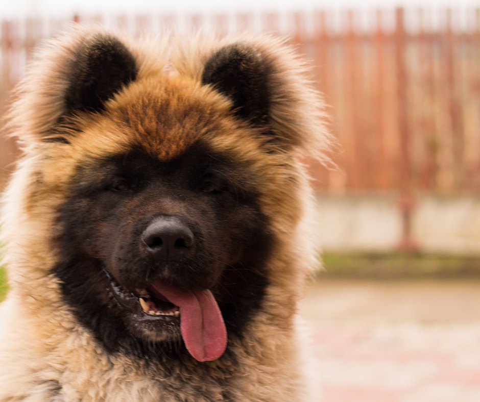 are bones easily digested by a akita