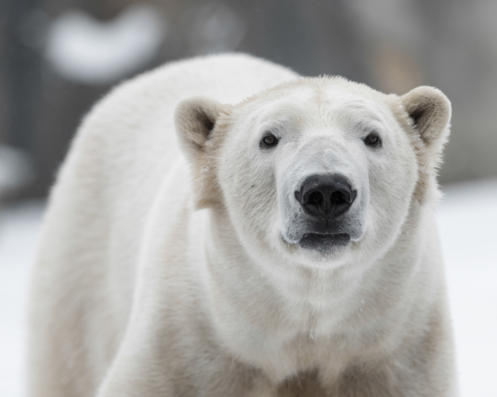 polar bear vortex