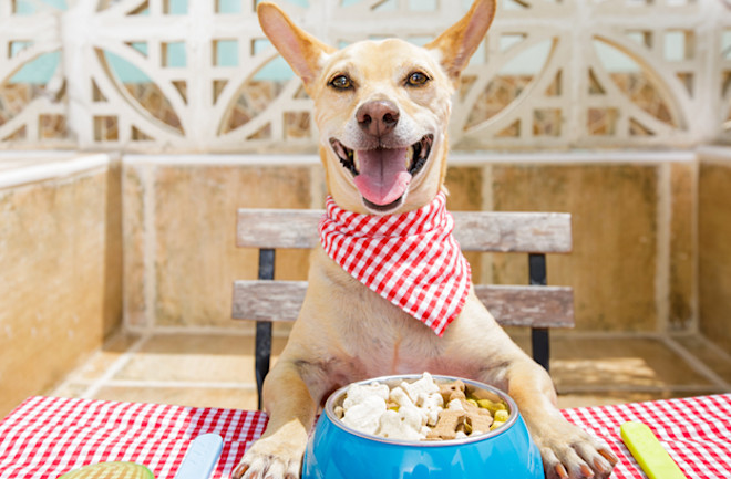 Best freeze sales dried dog food