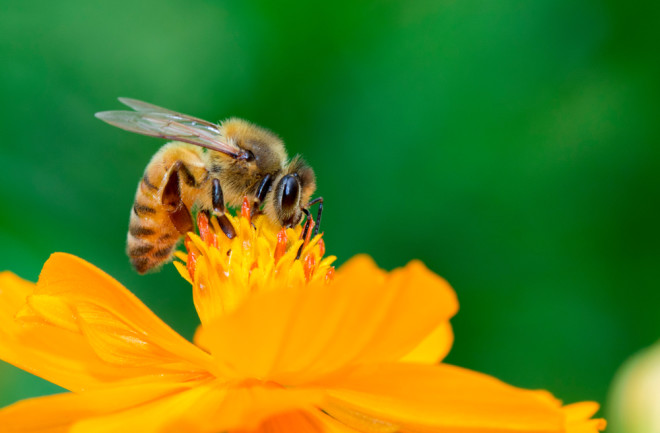 Honeybee counting ah ah ah - Shutterstock