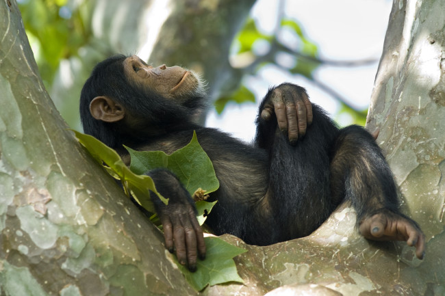 young chimpanzee relaxing in a tree