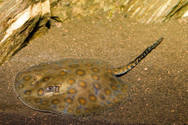 A round ray (Urolophus halleri) sitting above the sand. 