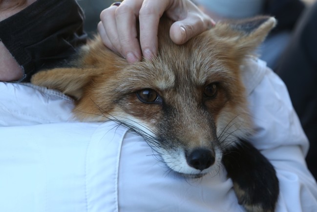 Sad red fox bein held by human