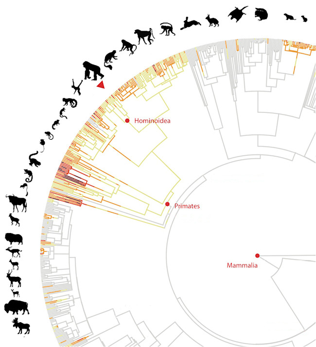 intraspecies