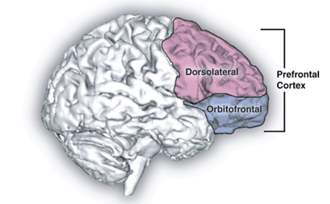 prefrontal cortex - Zahr & Sullivan