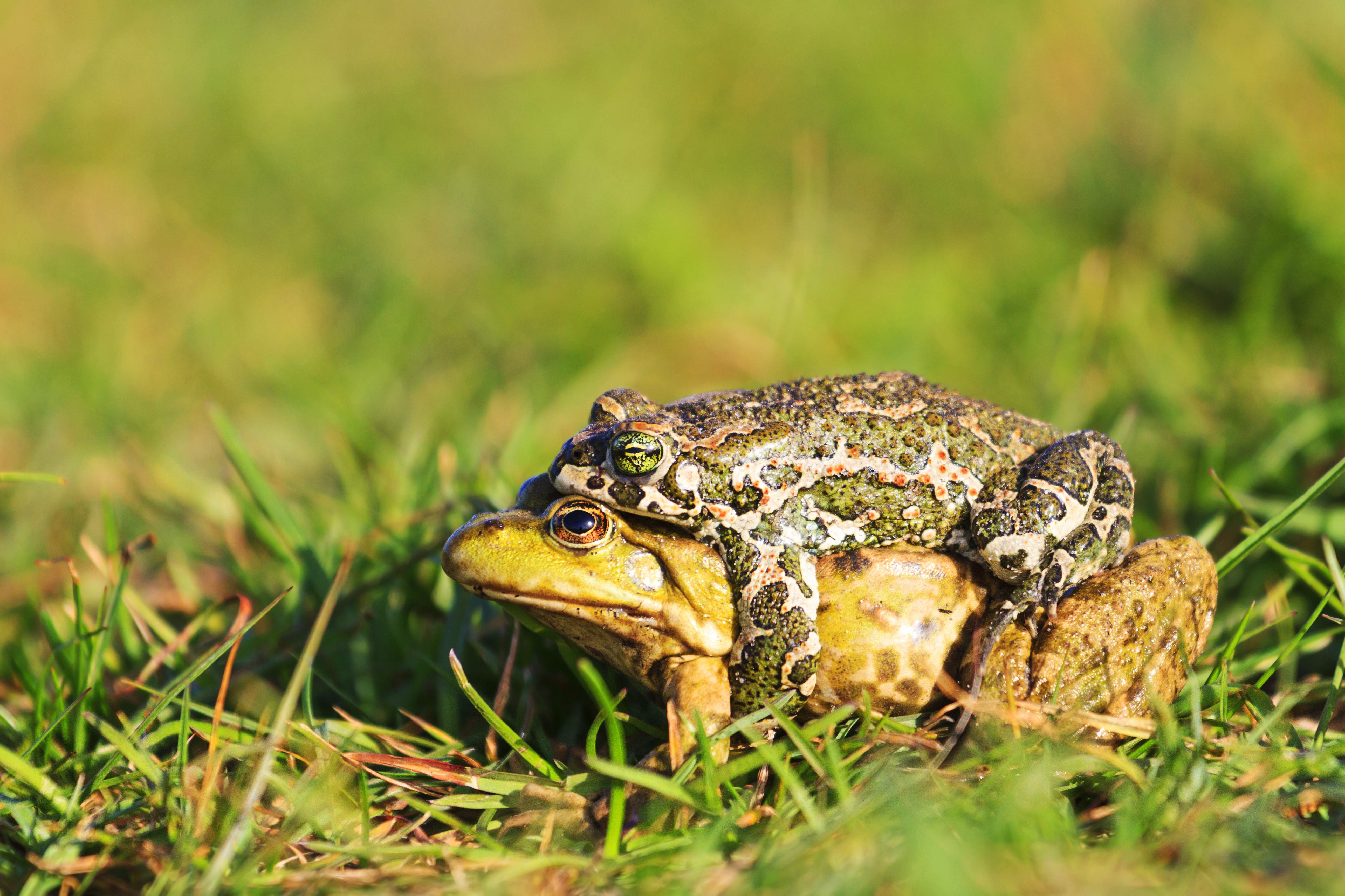 Why Do Frogs Keep Trying to Mate with the Wrong Things?