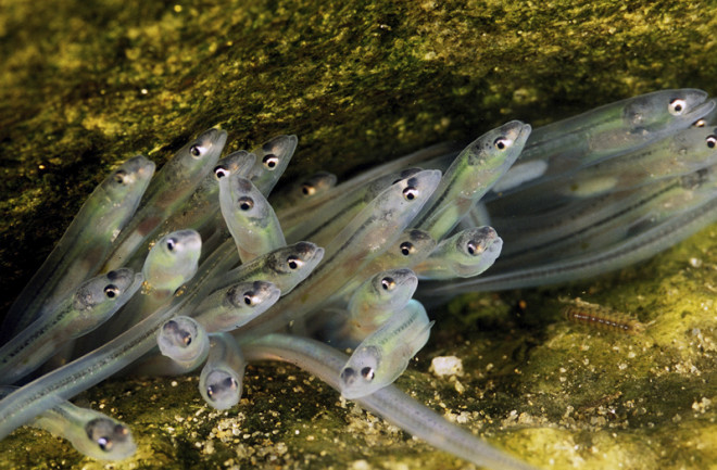 Glass Eels - National Geographic Creative - 9_DSC-NT1017_06.jpg