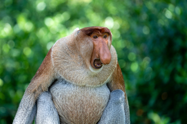 A wild Proboscis monkey or Nasalis larvatus, in the rainforest of island Borneo, Malaysia