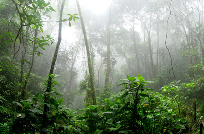 prehistoric-tropical-forests-2-1