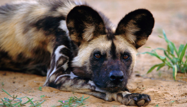 wilddog.png