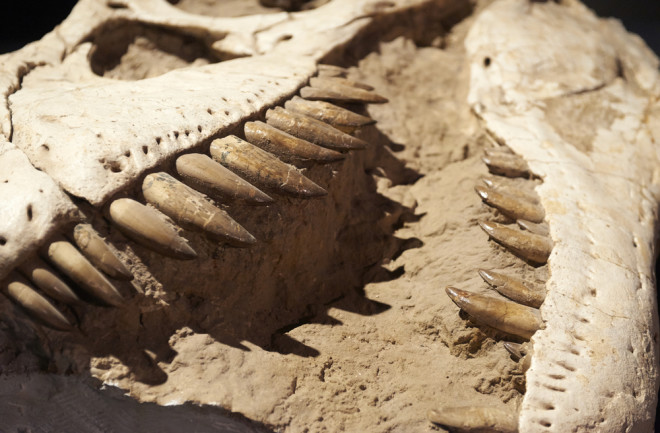 Almost 2 Billion T. Rexes Once Stomped the Earth | Discover Magazine