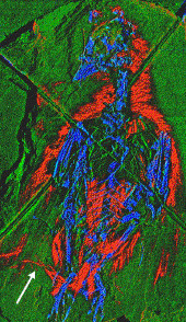 52f41-wogeliusetal1.jpg