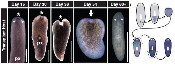 Planarian_regeneration.jpg