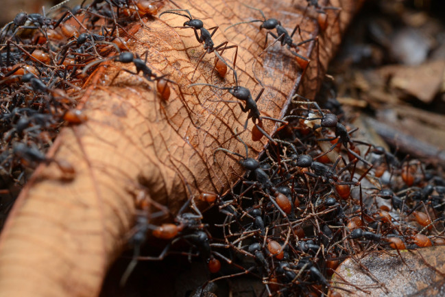 Cave ant soldier где находится