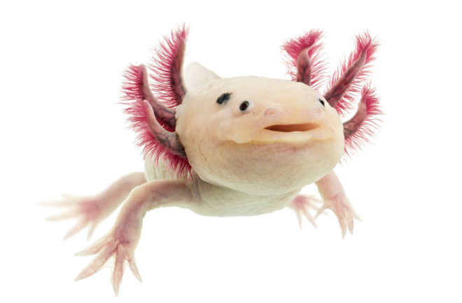 Axolotl