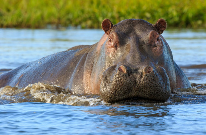 Hippo surfacing the water