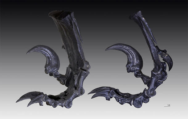 Deinonychus_claws.jpg