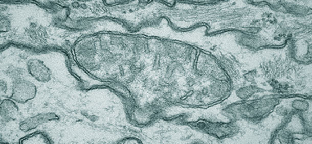 Mitochondria.jpg