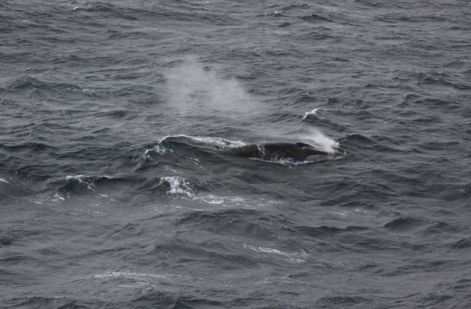 A Fin Whale in the Southern Ocean, captured by Marine Marine Mammal Perimeter Surveillance project of the Alfred Wegener Institute's Ocean Acoustics Group from board RV Polarstern.