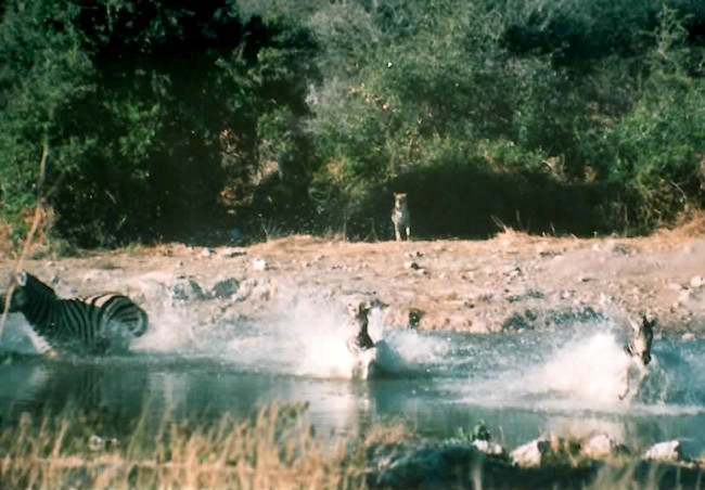 Leopard-attacks-zebra_Etosha-NP.jpg