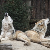 candid-howl.jpg