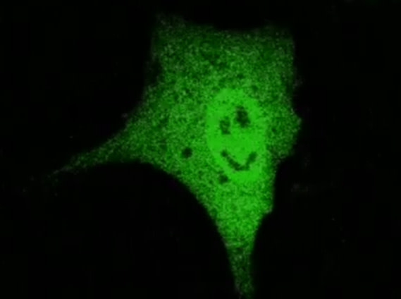 smileycancer.jpg