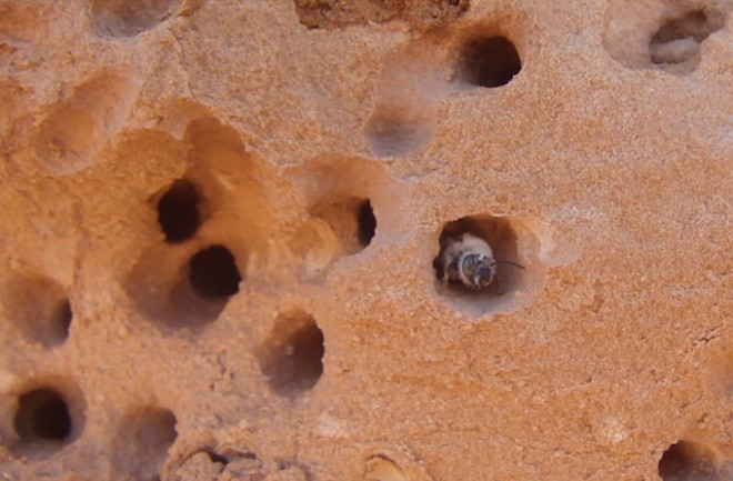 bee-sandstone-in-nest-800x600.jpg