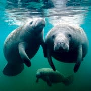 papilloma virus manatees