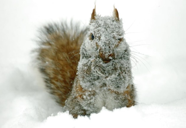 squirrel surviving winter