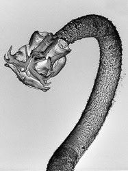 shark%20tapeworm.jpg