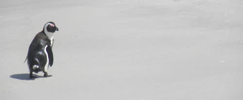 Penguin_looking_back.jpg