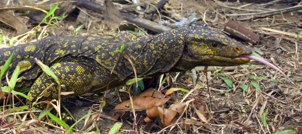 Varanus_bitawawa2