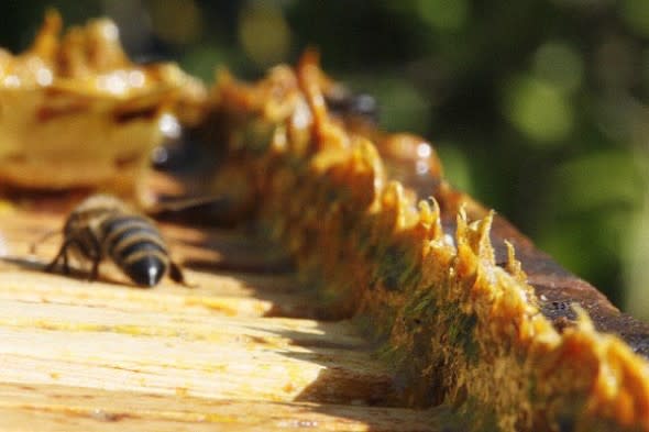 Propolis_in_beehives640-e1333390745434.jpg