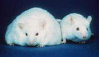 Fatmice.jpg