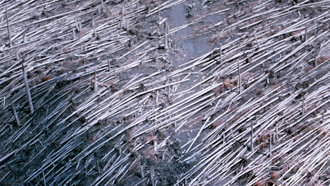 Trees Down, Mount St. Helens, May 1980 - USGS