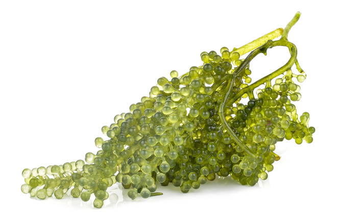 Sea Grapes Green Algae - Shutterstock