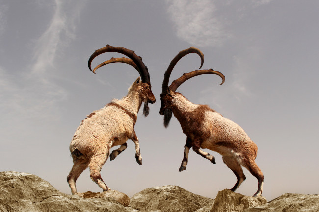 Mountain goats fighting