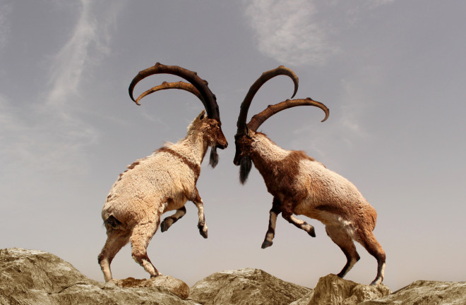 Mountain goats fighting